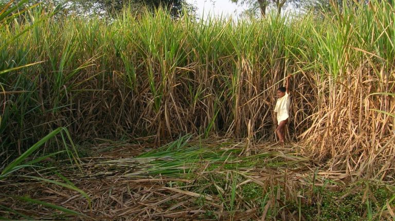 Court strikes out application to stop privatization of five sugar companies, terms application premature